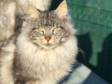 À céder une chatte Maine Coon black silver mackerel tabby de 2 ans (née en 2019)