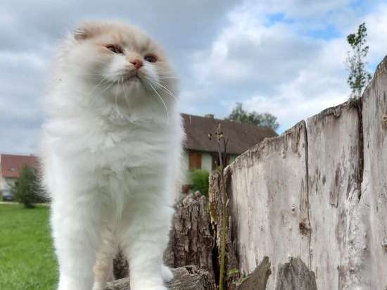 Un chaton Highland Fold mâle né en juin 2021 disponible de suite