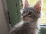 Un chaton Maine Coon m&acirc;le silver n&eacute; en juillet 2021 &agrave; adopter