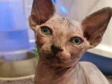Chaton Sphynx à vendre