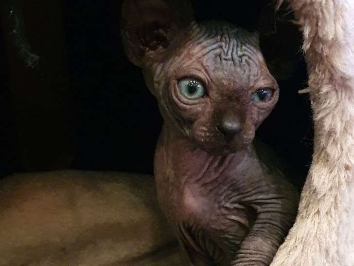 Chaton Sphynx A Vendre Petite Annonce Chat