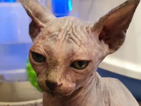 Chaton Sphynx A Vendre Petite Annonce Chat