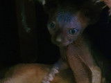 Chaton Sphynx à vendre