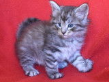 Magnifiques chatons Norvégiens à vendre