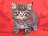Magnifiques chatons Norvégiens à vendre