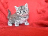Magnifiques chatons Norvégiens à vendre