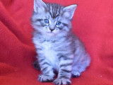 SALLY