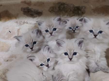 Magnifiques chatons Siberiens Neva Masquerade LOOF