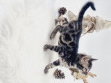 Chatons Bengal silver et brown charcoal &agrave; vendre