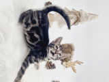 Chatons Bengal silver et brown charcoal &agrave; vendre