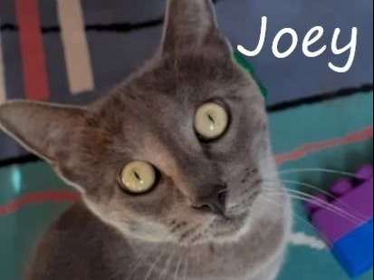 A adopter : Joey, un mâle âgé de 17 mois gris