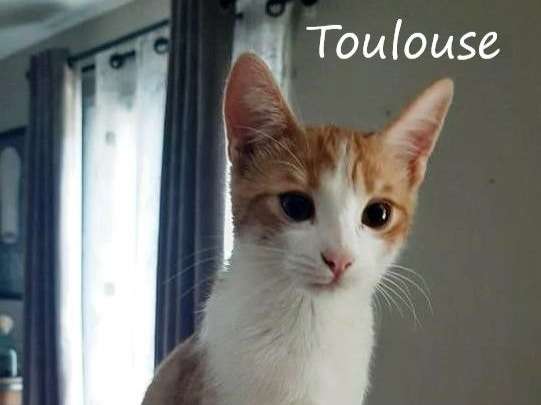 A adopter :  Toulouse, chaton âgé de 5 mois blanc et roux