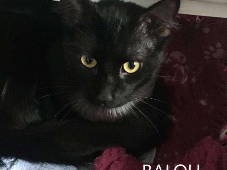 A adopter : Balou, un mâle âgé de 18 mois noir et blanc