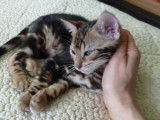 Chaton Bengal m&acirc;le &agrave; vendre