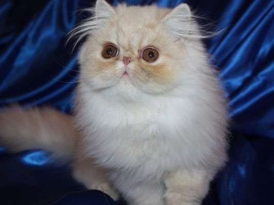 Un chat Persan mâle crème blotched tabby et blanc d'un an (né en juin 2020), disponible de suite