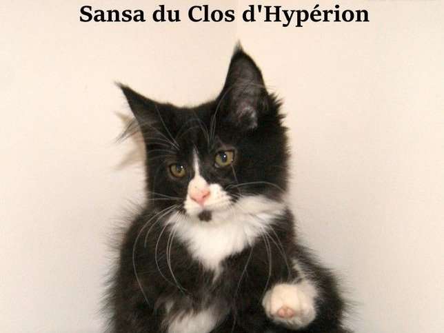 Un Chaton Male Maine Coon Bicolore Noir Et Blanc Ne En Juillet 21 En Vente Petite Annonce Chat