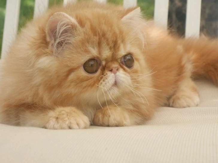 Vente d’un chaton Persan red tabby mâle né en mai 2021