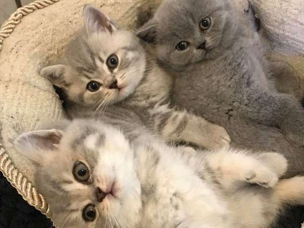 À réserver 5 chatons British Shorthair lilas nés en septembre 2021