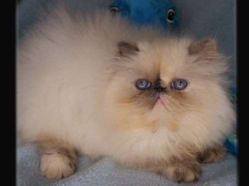 Vente D Un Chaton Male Persan Blue Point Petite Annonce Chat