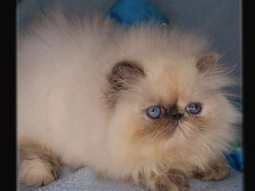 Vente D Un Chaton Male Persan Blue Point Petite Annonce Chat