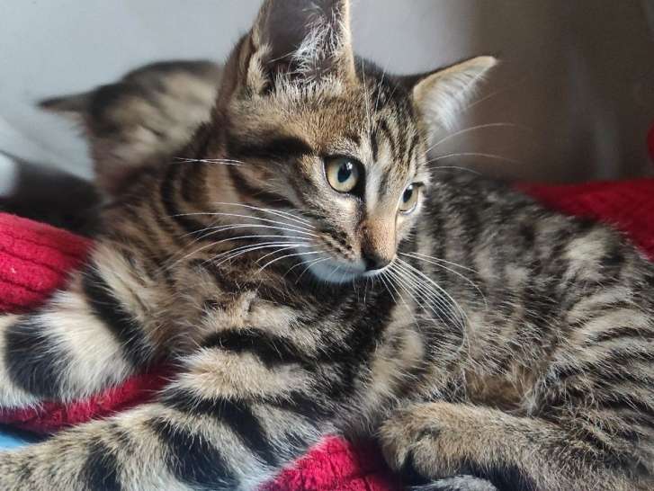 A Vendre Chatonne Croisee Maine Coon Et Chartreux De Couleur Black Mackerel Tabby Petite Annonce Chat