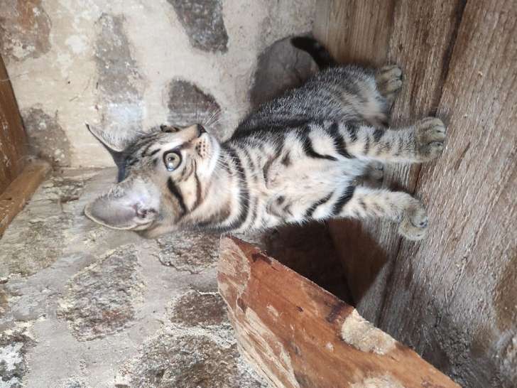 A Vendre Chatonne Croisee Maine Coon Et Chartreux De Couleur Black Mackerel Tabby Petite Annonce Chat