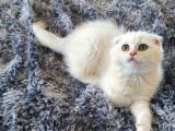 Trois chatons Scottish Fold à vendre