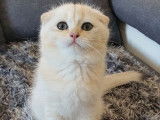 Trois chatons Scottish Fold à vendre