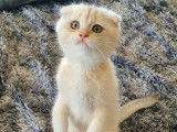 Trois chatons Scottish Fold à vendre