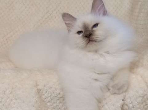 Chaton Sacre De Birmanie Lilac Point A Vendre Petite Annonce Chat