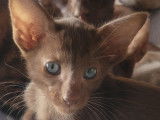 Chatons de race Oriental Shorthair à vendre (2 femelles)