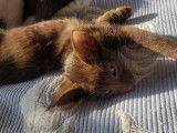 Chatons de race Oriental Shorthair à vendre (2 femelles)