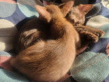 Chatons de race Oriental Shorthair à vendre (2 femelles)