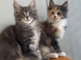À vendre, six chatons Maine Coon disponibles immédiatement