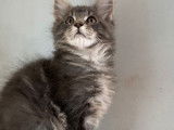 À vendre, six chatons Maine Coon disponibles immédiatement