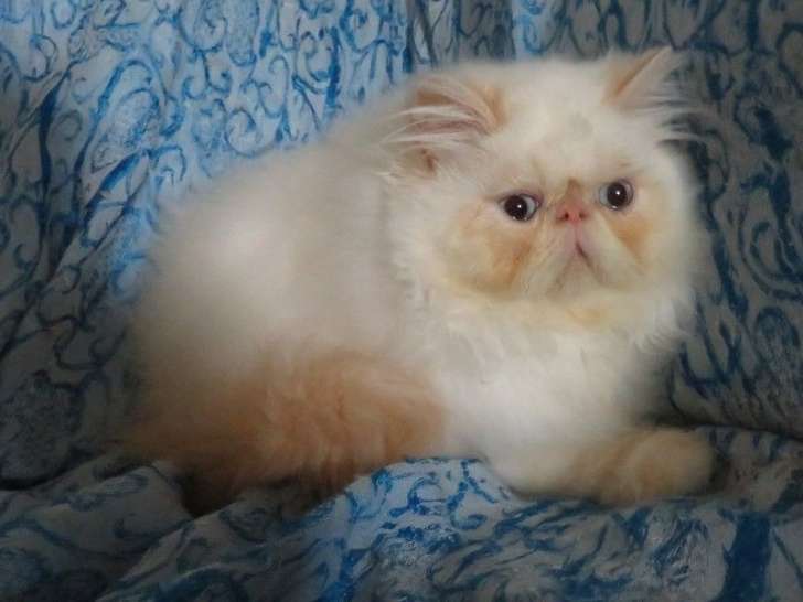 A Vendre Chaton Persan Red Point Petite Annonce Chat