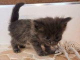 À vendre, chaton Norvégien blue smoke