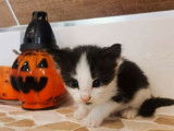 Chaton Norvégien noir et blanc, à vendre