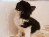 Chaton Norvégien noir et blanc, à vendre