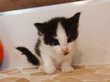 Chaton Norvégien noir et blanc, à vendre