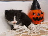 Vente d’un chaton Norvégien noir et blanc
