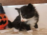 Vente d’un chaton Norvégien noir et blanc