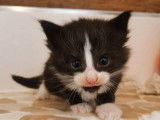 Vente d’un chaton Norvégien noir et blanc