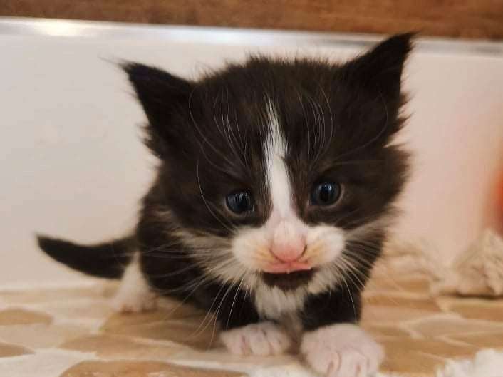 Vente D Un Chaton Norvegien Noir Et Blanc Petite Annonce Chat