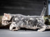 Chatons de race Bengal à vendre (1 femelle & 1 mâle)