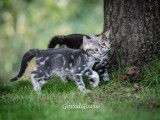 Chatons de race Bengal à vendre (1 femelle & 1 mâle)