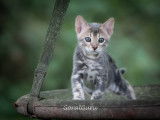Chatons de race Bengal à vendre (1 femelle & 1 mâle)