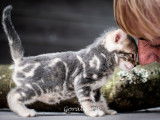 Chatons de race Bengal à vendre (1 femelle & 1 mâle)