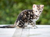 Chatons de race Bengal à vendre (1 femelle & 1 mâle)