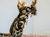 La grande sœur des 2 chatons